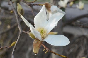 20160405　コブシの花が満開です (2)